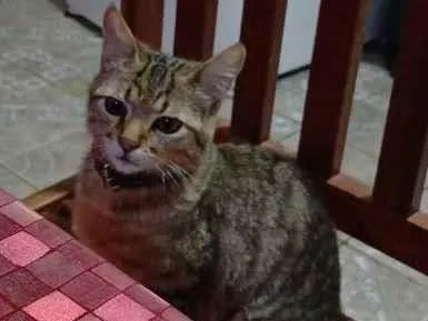 Gato raça SRD-ViraLata idade 2 a 6 meses nome Gatinho