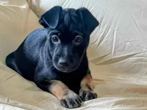 Cachorro raça SRD-ViraLata idade 2 a 6 meses nome  Falar com Leila - Whats 14 99627-1206