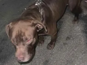 Cachorro raça SRD-ViraLata idade 2 anos nome Falar com Neivan - Whats 11 93032-3822