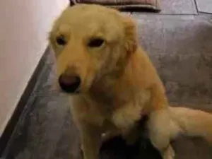 Cachorro raça SRD-ViraLata idade 1 ano nome  Falar com Caroline - Whats 11 97801-7930