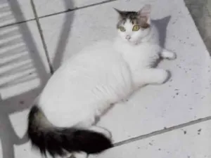 Gato raça SRD-ViraLata idade 1 ano nome Falar com Maria - Whats 11 95222-6411