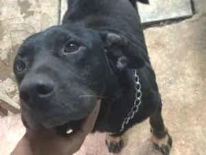 Cachorro raça SRD-ViraLata idade 2 anos nome Falar com Lucas - Whats 11 91922-2554