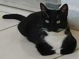 Gato raça SRD-ViraLata idade 1 ano nome Falar com Elenice - Whats 11 91730-4827