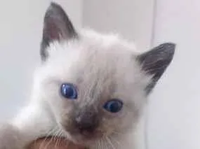 Gato raça Siamês idade Abaixo de 2 meses nome Filhotes