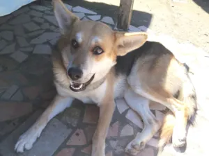 Cachorro raça SRD-ViraLata idade 3 anos nome Falar com Jéssica - Whats 11 96085-9878