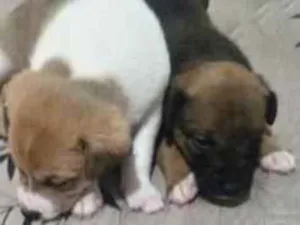Cachorro raça SRD-ViraLata idade Abaixo de 2 meses nome Falar com Anderson - Whats 11 99974-3382