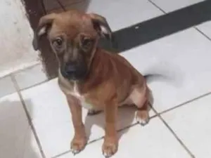 Cachorro raça SRD-ViraLata idade 2 a 6 meses nome Falar com Maria - Whats 21 97354-0059