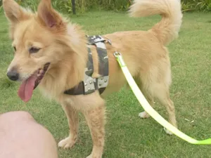 Cachorro raça SRD-ViraLata idade 6 ou mais anos nome Falar com Wesley - Whats 11 95929-6657