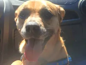 Cachorro raça SRD-ViraLata idade 3 anos nome Falar com Maria - Whats 11 93357-9911