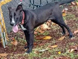 Cachorro raça SRD-ViraLata idade 2 anos nome Falar com Jaedson - Whats 34 9139-7957