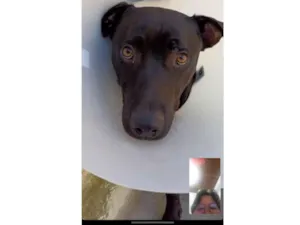 Cachorro raça SRD-ViraLata idade 3 anos nome Falar com Maria - Whats 11 93007-7149