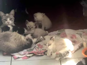 Gato raça SRD-ViraLata idade Abaixo de 2 meses nome Falar com Fernanda - Whats 11 93916-0424