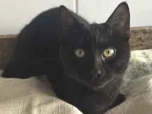 Gato raça SRD-ViraLata idade 2 a 6 meses nome Falar com José - Whats 11 95817-7683