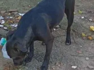 Cachorro raça SRD-ViraLata idade 3 anos nome Falar com Andson - Whats 11 98064-8306