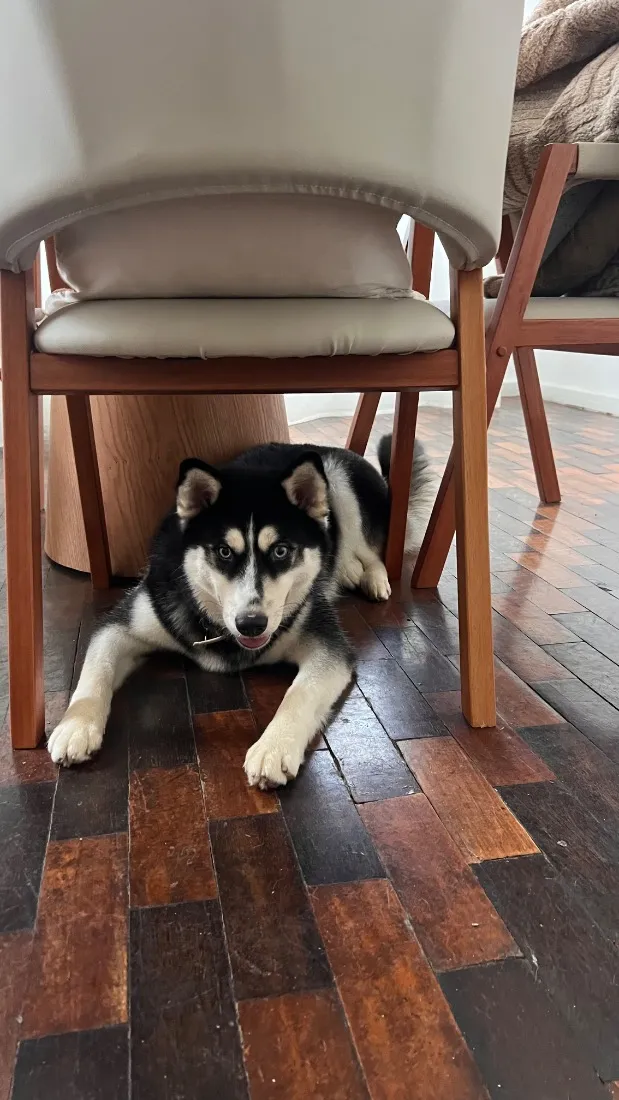 Cachorro raça Husky Siberiano idade 7 a 11 meses nome Aisha 