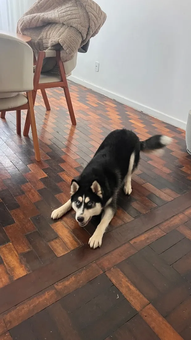 Cachorro raça Husky Siberiano idade 7 a 11 meses nome Aisha 