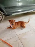 Pepito