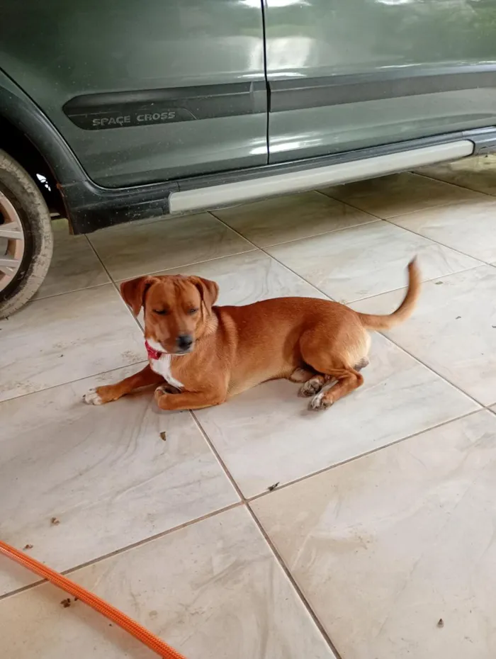 Cachorro raça SRD-ViraLata idade 1 ano nome Pepito