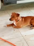 Pepito