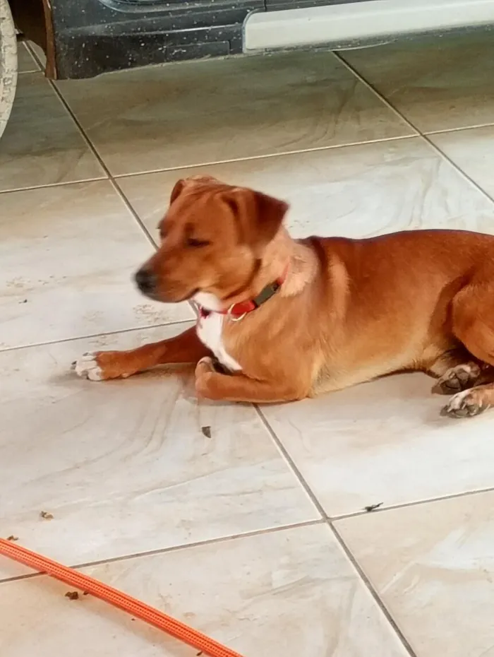 Cachorro raça SRD-ViraLata idade 1 ano nome Pepito
