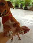 Pepito