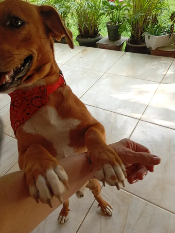 Cachorro raça SRD-ViraLata idade 1 ano nome Pepito