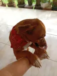 Pepito