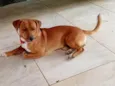 Pepito