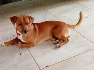 Cachorro raça SRD-ViraLata idade 1 ano nome Pepito