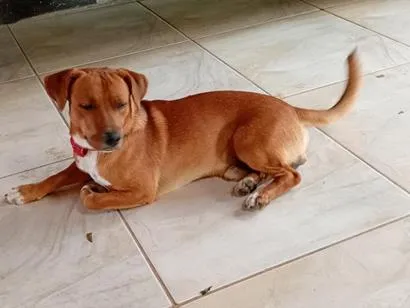 Cachorro raça SRD-ViraLata idade 1 ano nome Pepito