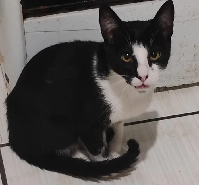 Gato raça SRD-ViraLata idade 7 a 11 meses nome tom