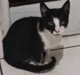 tom