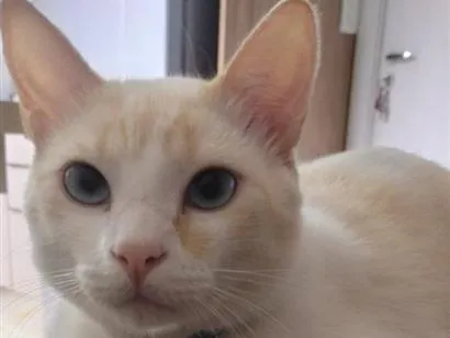 Gato raça SRD-ViraLata idade 2 anos nome Romeu 