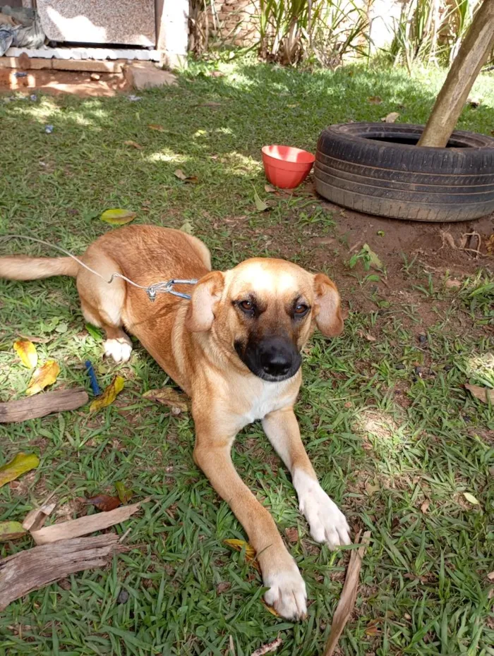 Cachorro raça SRD-ViraLata idade 7 a 11 meses nome Mel