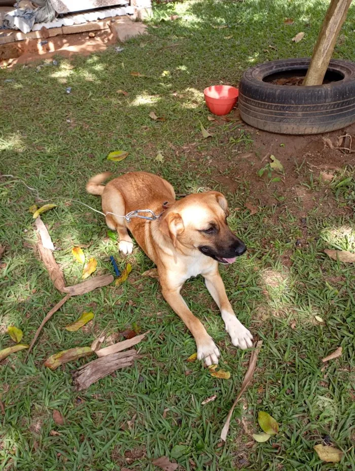 Cachorro raça SRD-ViraLata idade 7 a 11 meses nome Mel