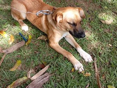 Cachorro raça SRD-ViraLata idade 7 a 11 meses nome Mel