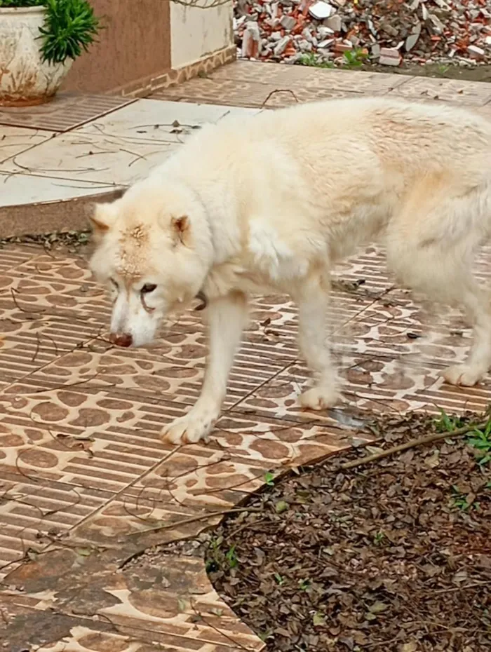 Cachorro raça Shitzu idade 6 ou mais anos nome Jack
