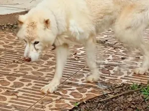 Cachorro raça Shitzu idade 6 ou mais anos nome Jack