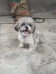Floquinho