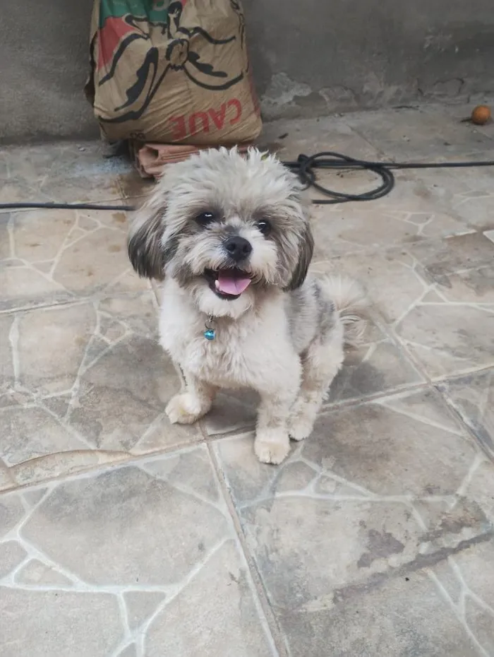 Cachorro raça Shitzu idade 1 ano nome Floquinho