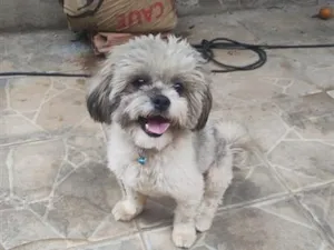 Cachorro raça Shitzu idade 1 ano nome Floquinho