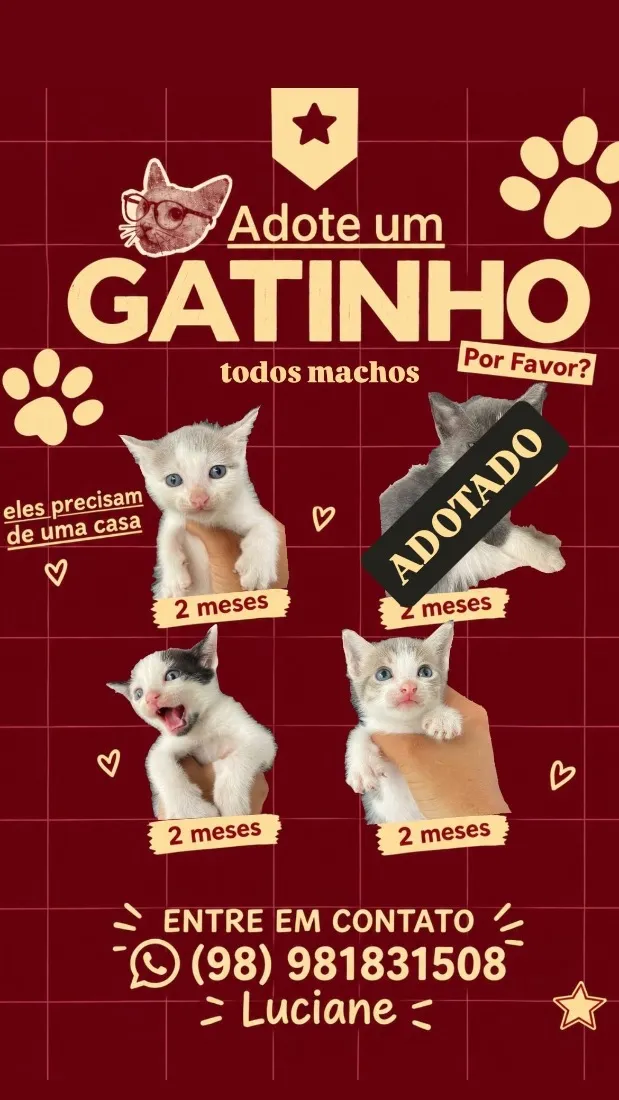 Gato raça SRD-ViraLata idade 2 a 6 meses nome Não tem nomes, são muito filhotes