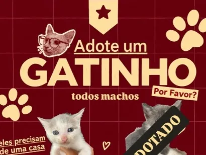 Gato raça SRD-ViraLata idade 2 a 6 meses nome Não tem nomes, são muito filhotes
