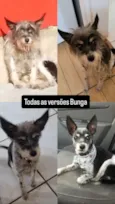 Bunga