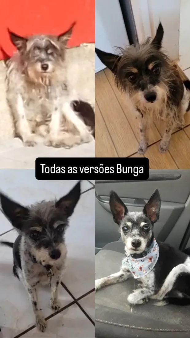 Cachorro raça SRD-ViraLata idade 6 ou mais anos nome Bunga