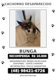 Bunga