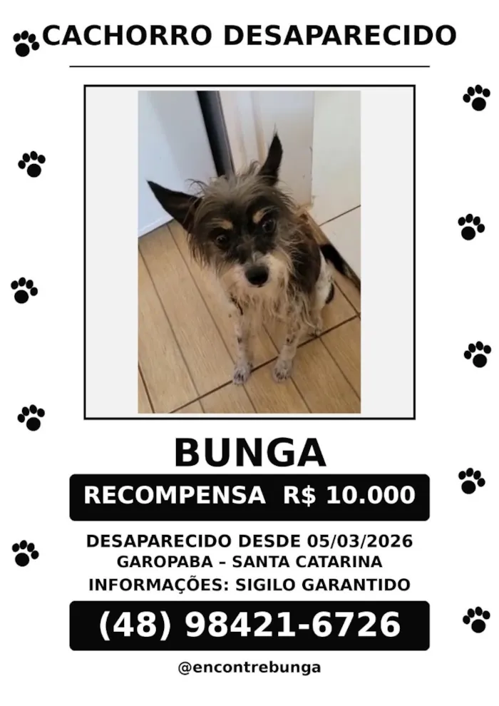Cachorro raça SRD-ViraLata idade 6 ou mais anos nome Bunga