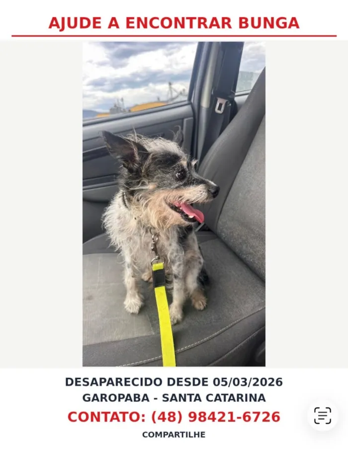 Cachorro raça SRD-ViraLata idade 6 ou mais anos nome Bunga
