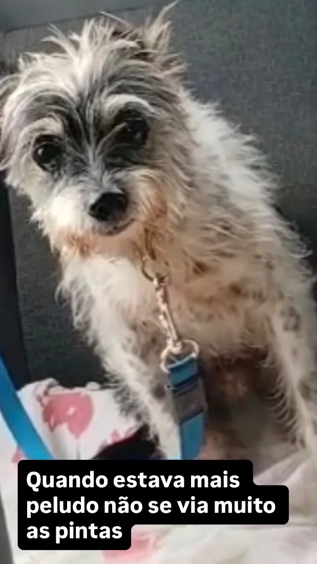 Cachorro raça SRD-ViraLata idade 6 ou mais anos nome Bunga