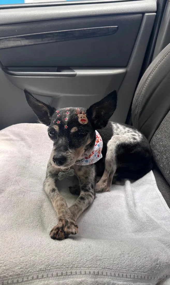 Cachorro raça SRD-ViraLata idade 6 ou mais anos nome Bunga